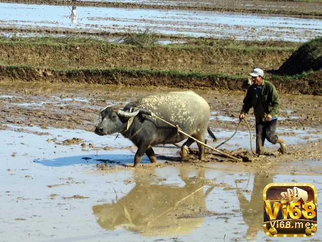 Mơ thấy trâu đang cày ruộng thể hiện sự siêng năng, chăm chỉ của bạn